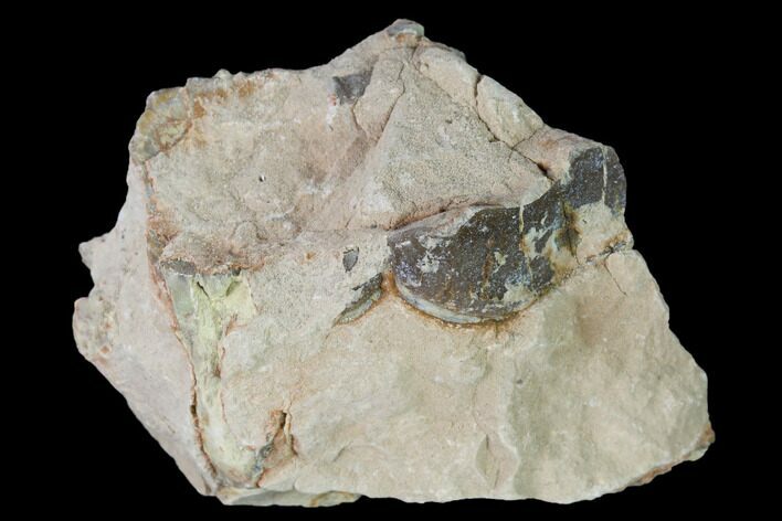 Fossil Running Rhino (Hyracodon) Maxilla Section - South Dakota #160919